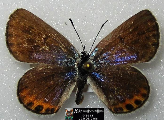 Plebejus emigdionis (San Emigdio Blue Butterfly) image